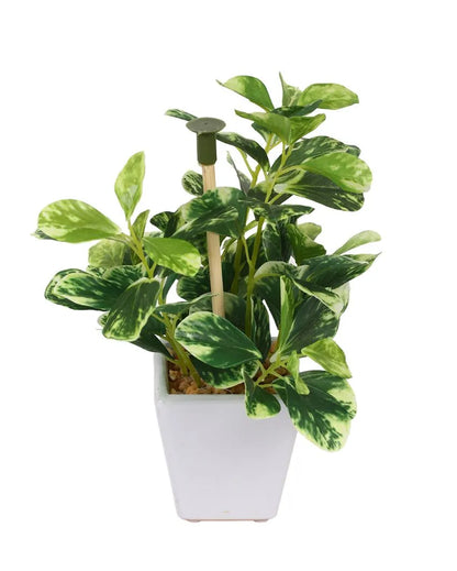 Shrub Wandering Jew Artificial Bonsai Plant with Ceramic Pot | 7 inches