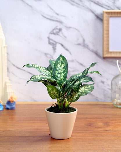 Dieffenbachia Artificial Bonsai Plant with Ceramic Pot | 10 inches