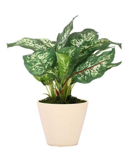 Dieffenbachia Artificial Bonsai Plant with Ceramic Pot | 10 inches