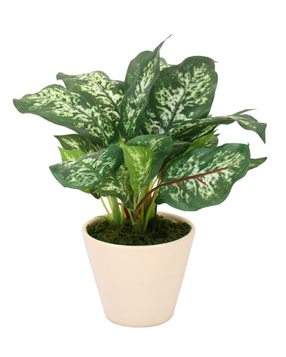 Dieffenbachia Artificial Bonsai Plant with Ceramic Pot | 10 inches