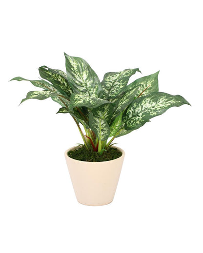 Dieffenbachia Artificial Bonsai Plant with Ceramic Pot | 10 inches