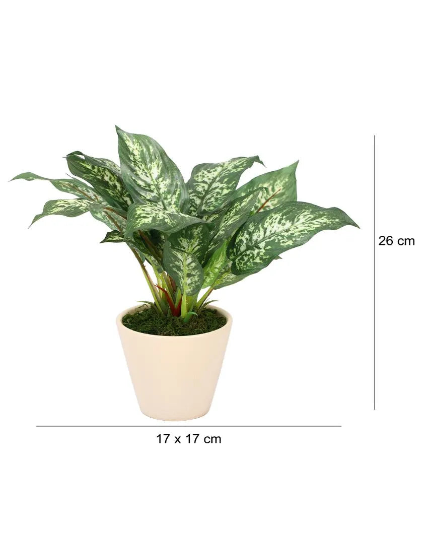 Dieffenbachia Artificial Bonsai Plant with Ceramic Pot | 10 inches