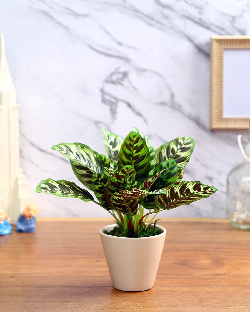 Dieffenbachia Artificial Bonsai Plant with Ceramic Pot | 10 inches