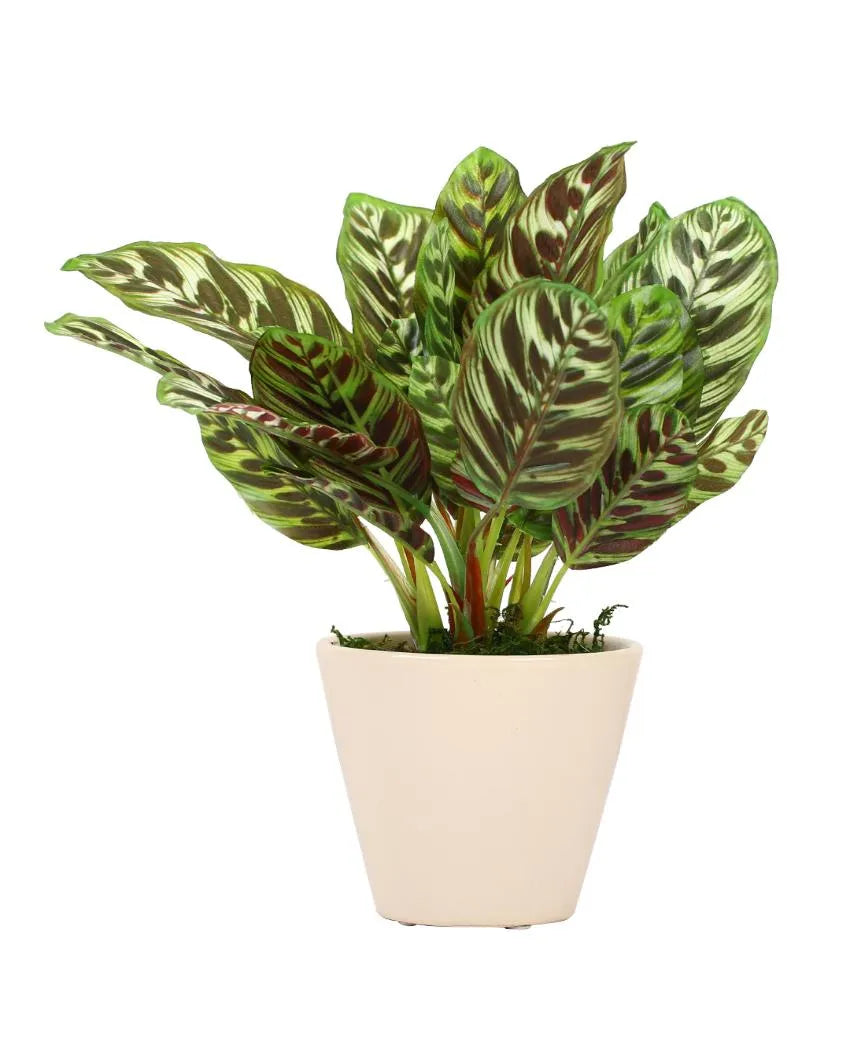 Dieffenbachia Artificial Bonsai Plant with Ceramic Pot | 10 inches