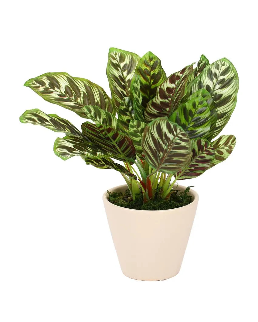 Dieffenbachia Artificial Bonsai Plant with Ceramic Pot | 10 inches