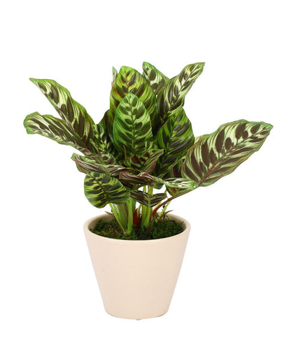 Dieffenbachia Artificial Bonsai Plant with Ceramic Pot | 10 inches