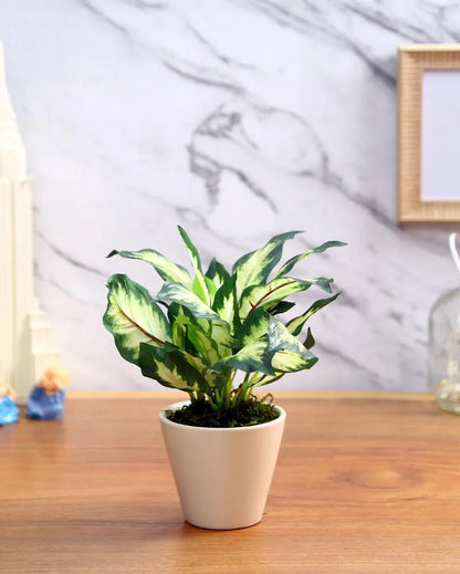 Dieffenbachia Artificial Bonsai Plant with Ceramic Pot | 10 inches