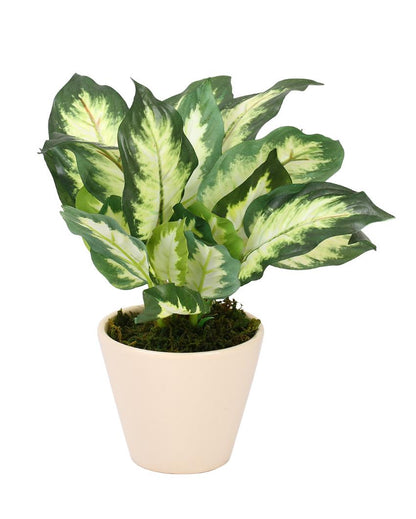 Dieffenbachia Artificial Bonsai Plant with Ceramic Pot | 10 inches