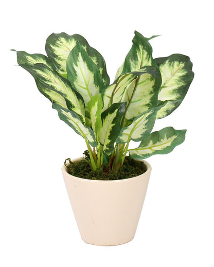 Dieffenbachia Artificial Bonsai Plant with Ceramic Pot | 10 inches