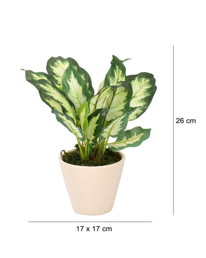 Dieffenbachia Artificial Bonsai Plant with Ceramic Pot | 10 inches