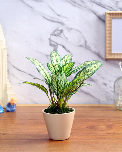 Dieffenbachia Artificial Bonsai Plant with Ceramic Pot | 10 inches