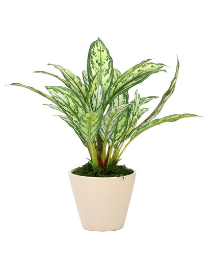 Dieffenbachia Artificial Bonsai Plant with Ceramic Pot | 10 inches