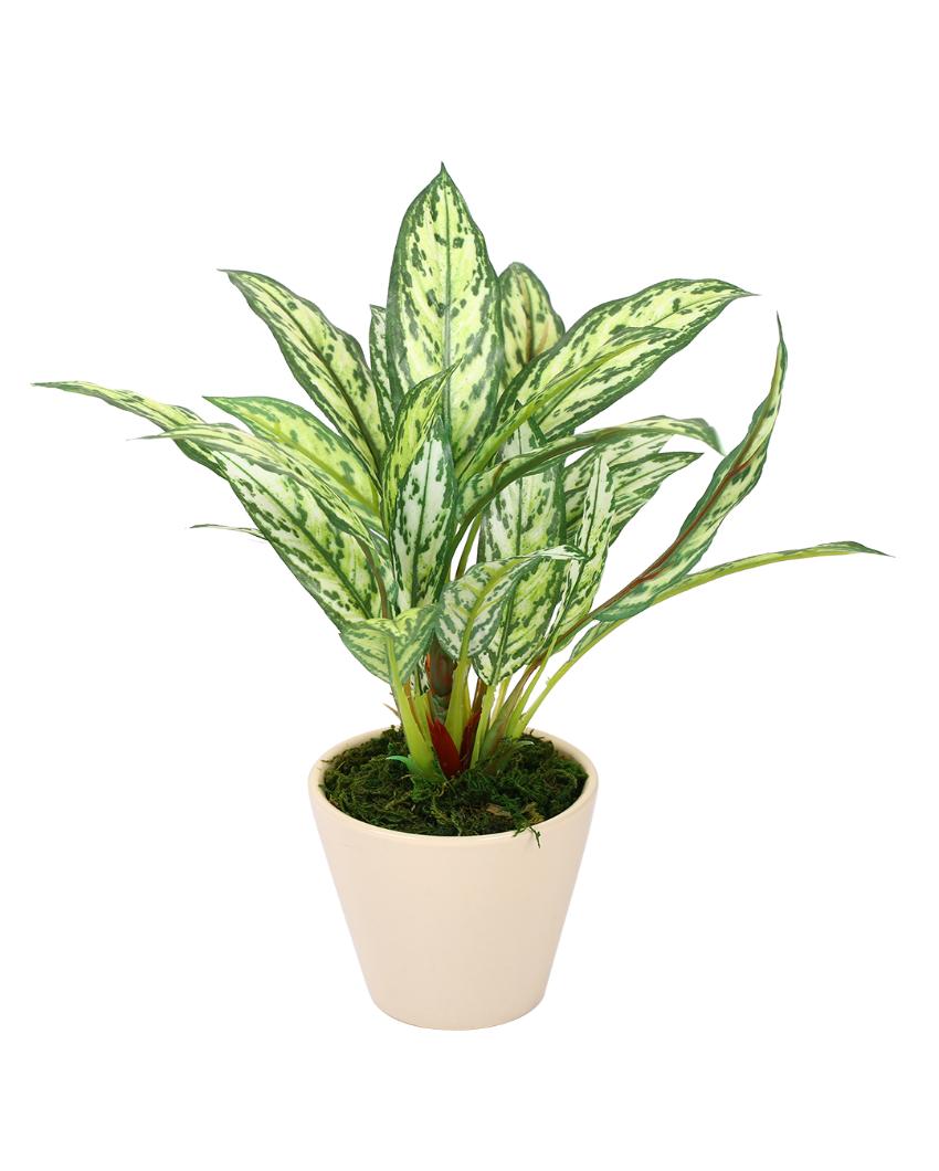 Dieffenbachia Artificial Bonsai Plant with Ceramic Pot | 10 inches