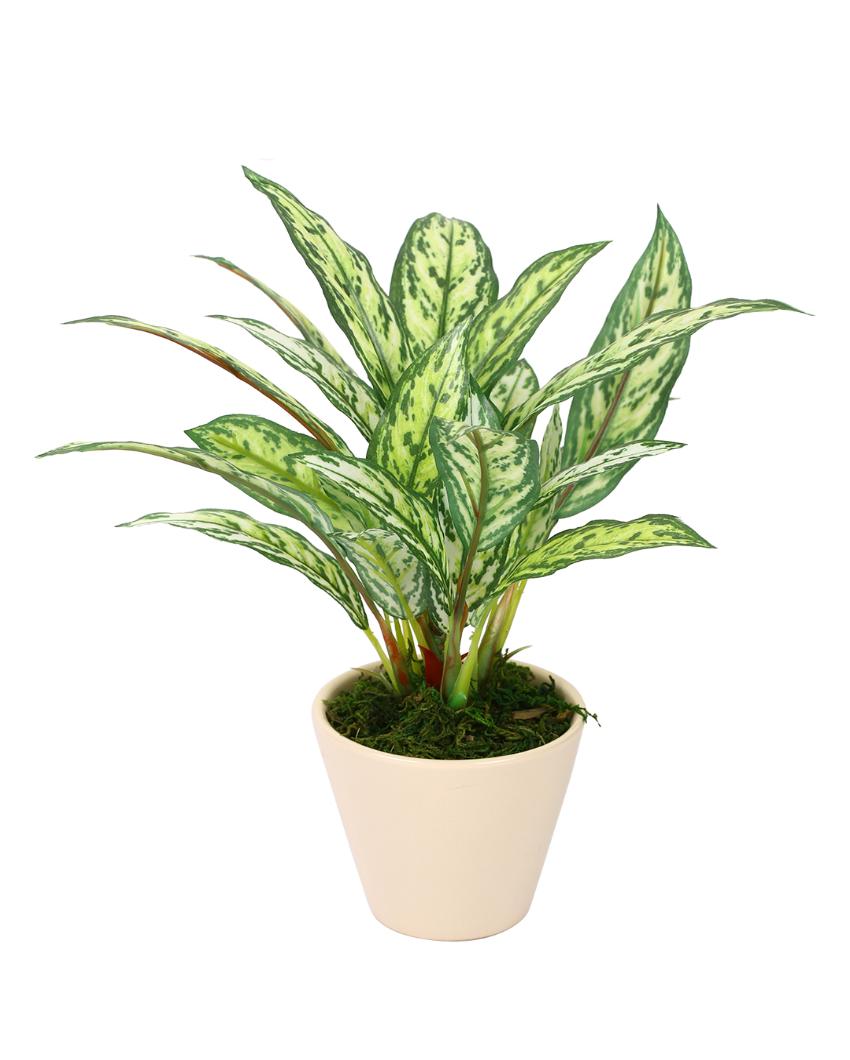 Dieffenbachia Artificial Bonsai Plant with Ceramic Pot | 10 inches