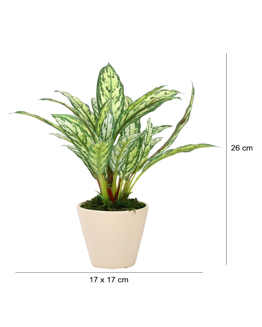 Dieffenbachia Artificial Bonsai Plant with Ceramic Pot | 10 inches