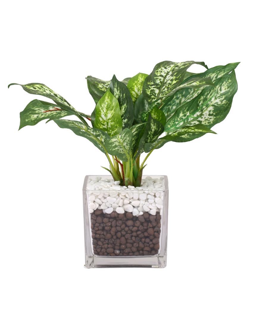 Dieffenbachia Artificial Bonsai Plant with Glass Vase | 1 feet