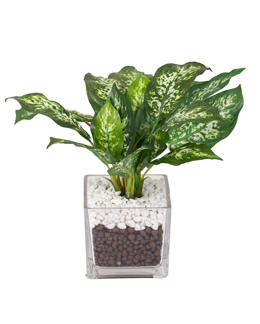 Dieffenbachia Artificial Bonsai Plant with Glass Vase | 1 feet