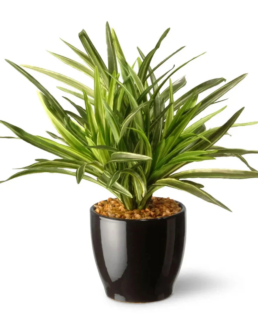 Dracaena Artificial Bonsai Plant with Ceramic Pot | 11 inches