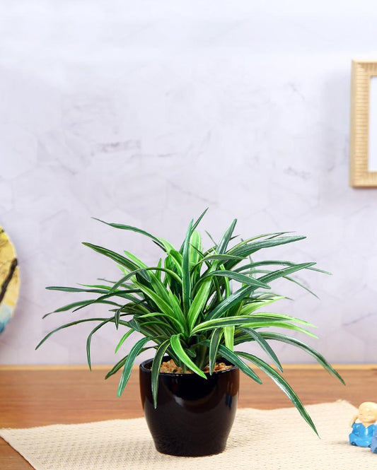 Dracaena Artificial Bonsai Plant with Ceramic Pot | 11 inches