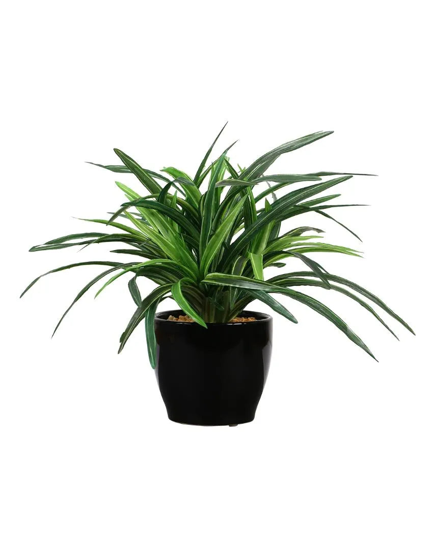 Dracaena Artificial Bonsai Plant with Ceramic Pot | 11 inches