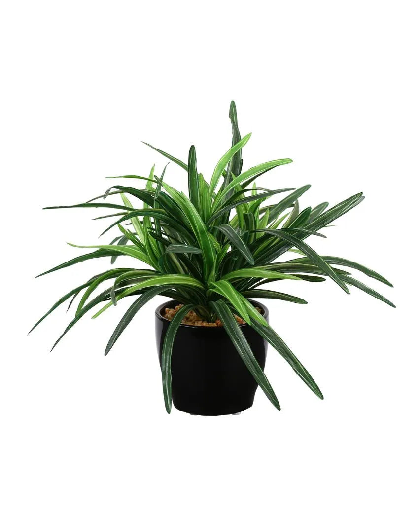 Dracaena Artificial Bonsai Plant with Ceramic Pot | 11 inches