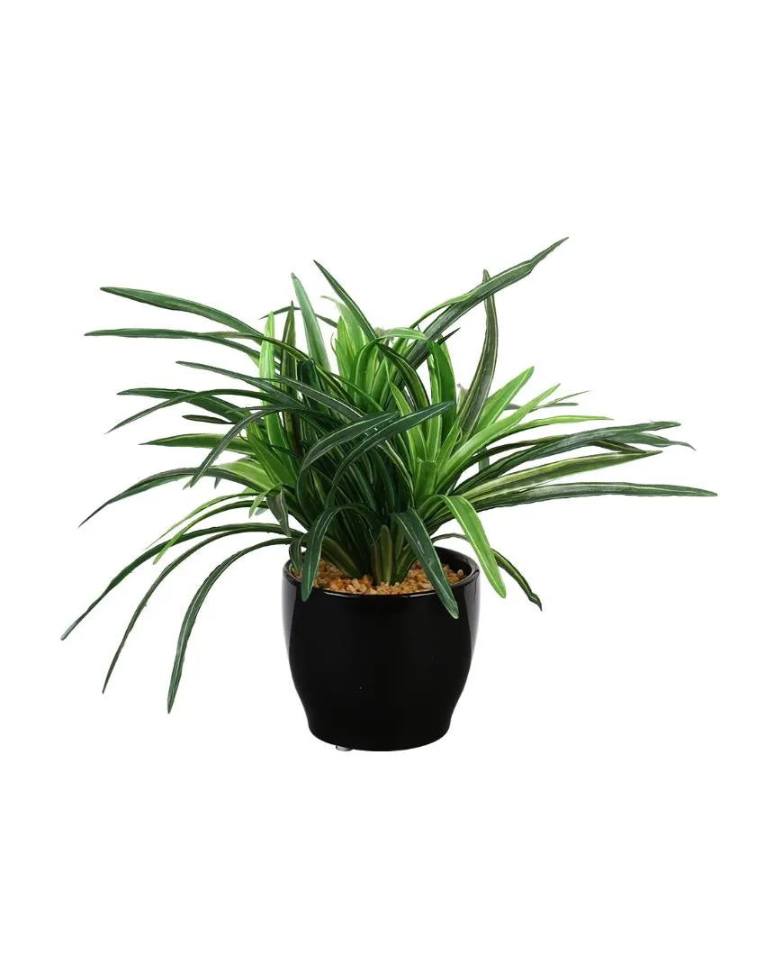 Dracaena Artificial Bonsai Plant with Ceramic Pot | 11 inches