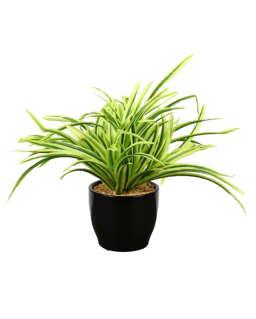 Dracaena Artificial Bonsai Plant with Ceramic Pot | 11 inches