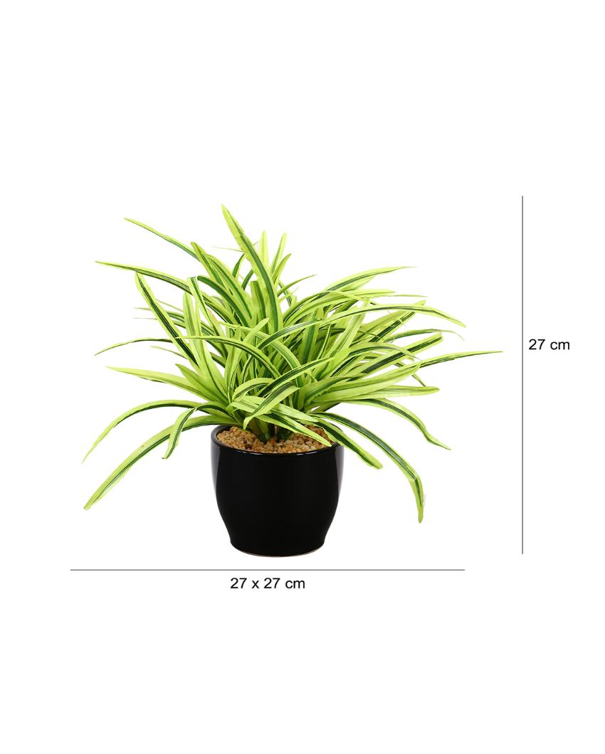 Dracaena Artificial Bonsai Plant with Ceramic Pot | 11 inches