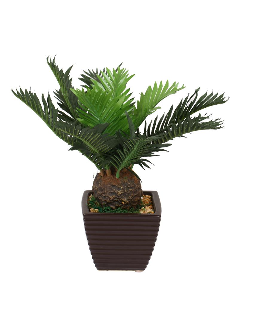 Cycas Artificial Bonsai Plant with Ceramic Pot | 1 feet