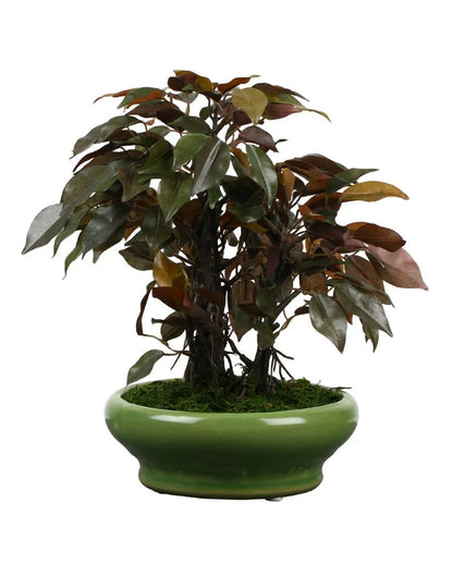 Ficus Artificial Bonsai Plant with Ceramic Vase | 11 inches