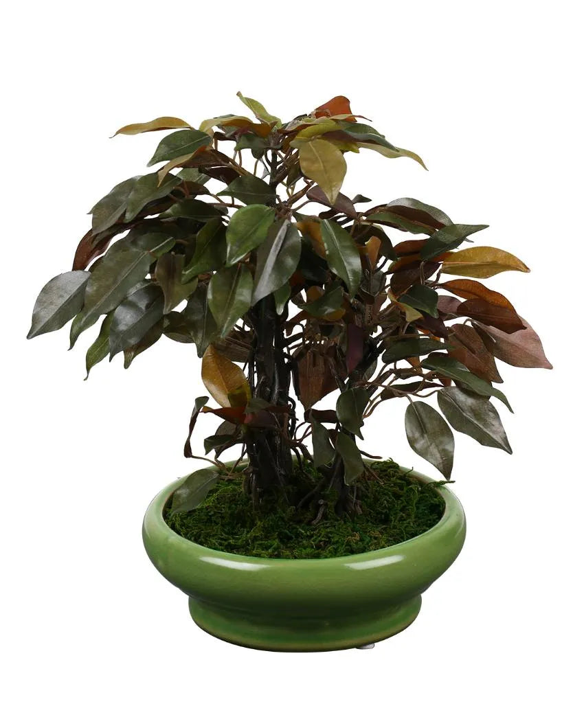 Ficus Artificial Bonsai Plant with Ceramic Vase | 11 inches