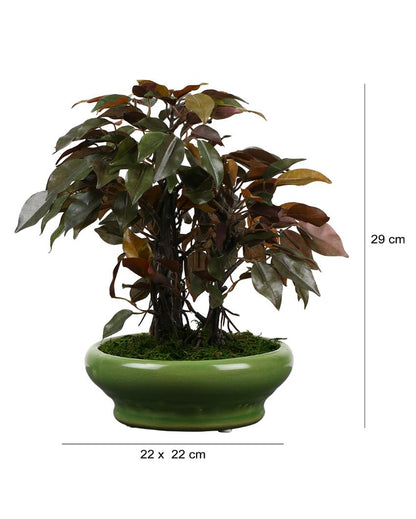 Ficus Artificial Bonsai Plant with Ceramic Vase | 11 inches