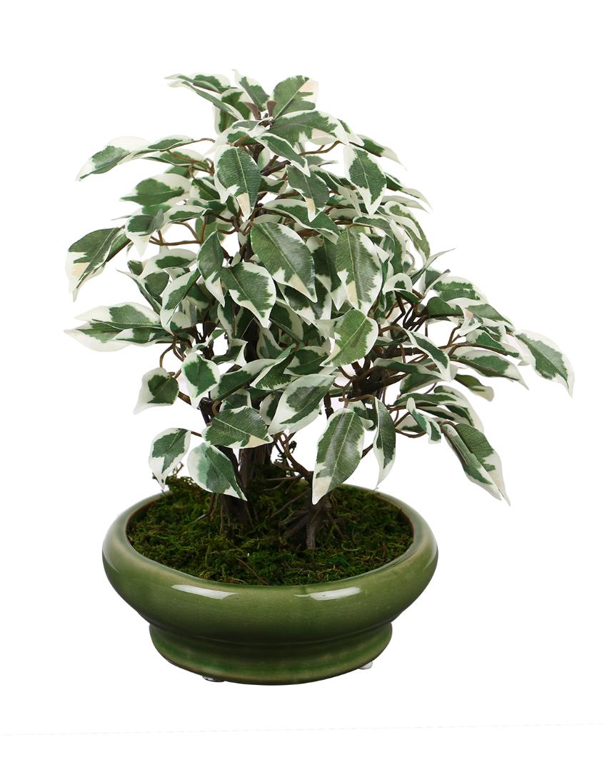 Ficus Artificial Bonsai Plant with Ceramic Vase | 11 inches