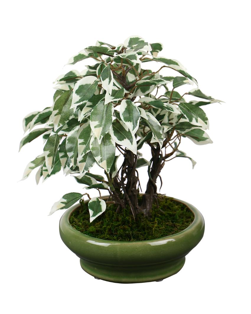 Ficus Artificial Bonsai Plant with Ceramic Vase | 11 inches