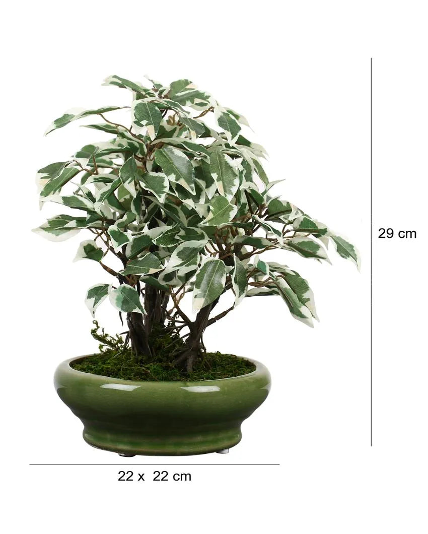 Ficus Artificial Bonsai Plant with Ceramic Vase | 11 inches