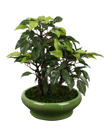 Ficus Artificial Bonsai Plant with Ceramic Vase | 11 inches