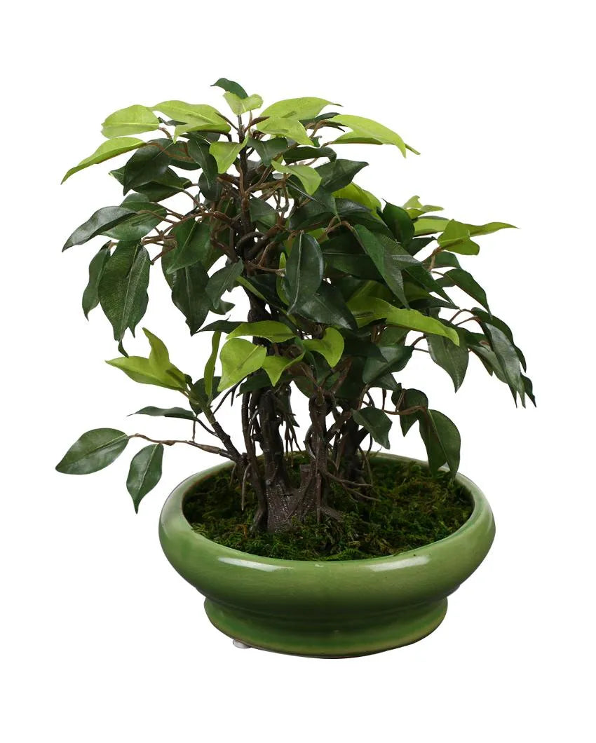 Ficus Artificial Bonsai Plant with Ceramic Vase | 11 inches