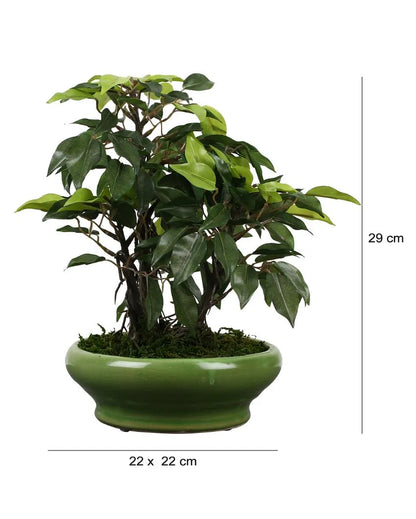 Ficus Artificial Bonsai Plant with Ceramic Vase | 11 inches