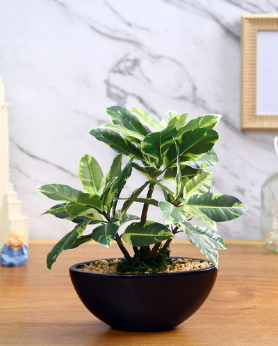 Quercus Artificial Bonsai Plant with Ceramic Pot | 11 inches