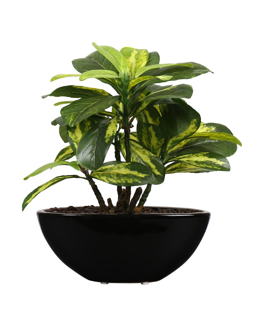 Schefflera Artificial Bonsai Plant with Ceramic Pot | 11 inches