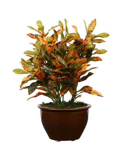 Croton Artificial Bonsai Plant with Ceramic Pot | 11 inches