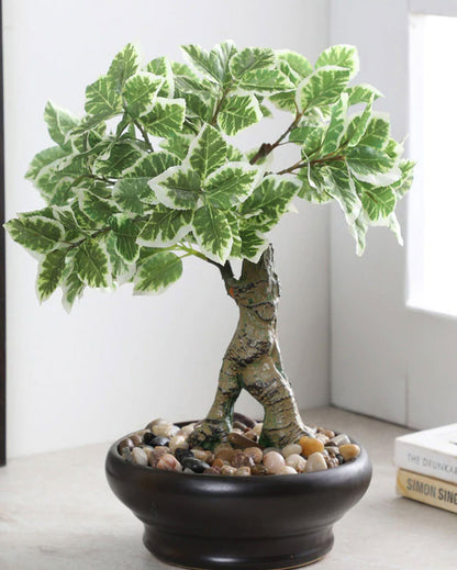 Ficus Artificial Bonsai Plant with Ceramic Vase | 1 feet