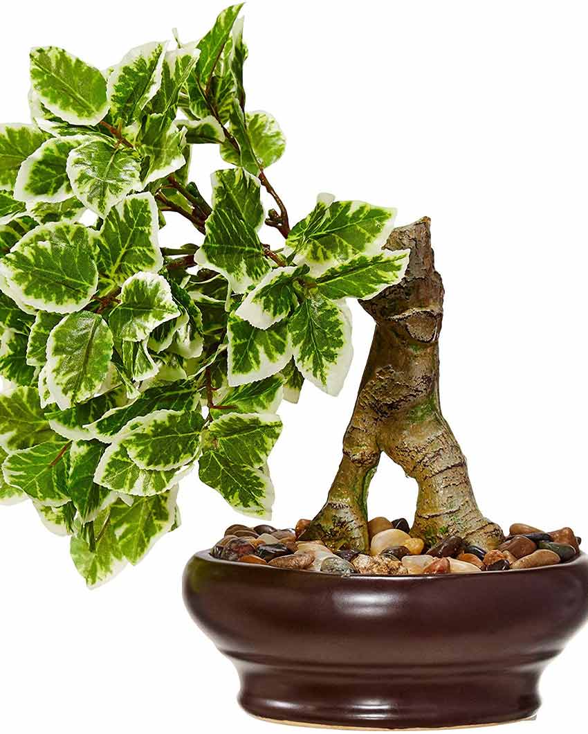 Ficus Artificial Bonsai Plant with Ceramic Vase | 1 feet