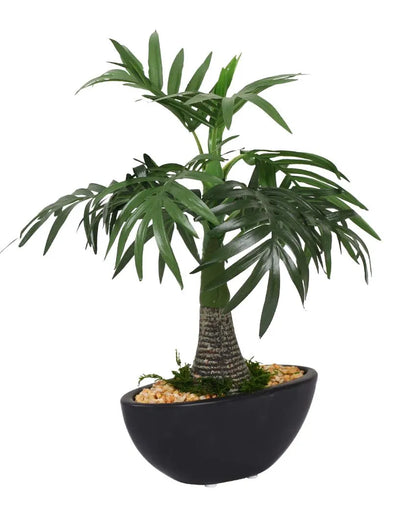 Roystonea Artificial Bonsai Plant with Ceramic Pot | 1 feet