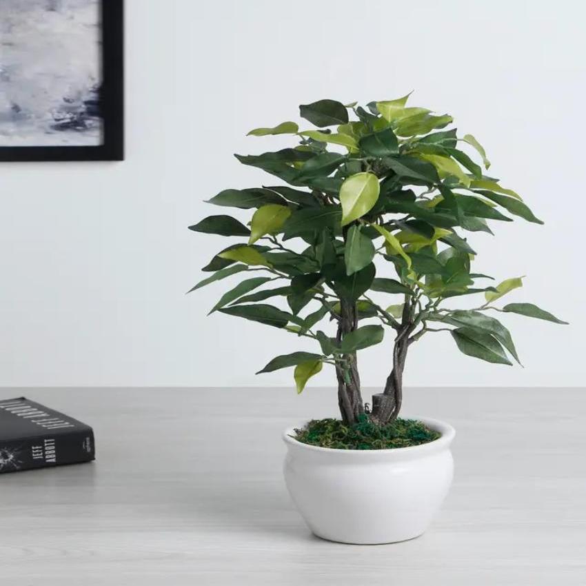 Ficus Artificial Bonsai Plant with Ceramic Vase | 1 feet