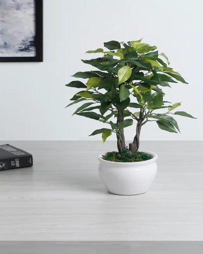 Ficus Artificial Bonsai Plant with Ceramic Vase | 1 feet