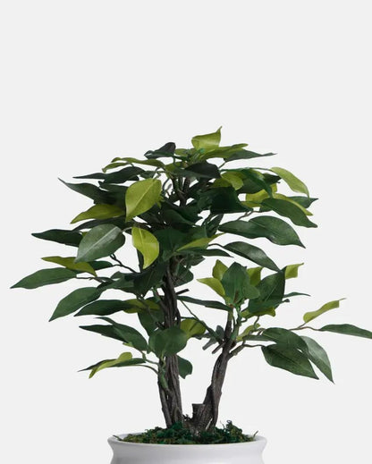 Ficus Artificial Bonsai Plant with Ceramic Vase | 13 inches