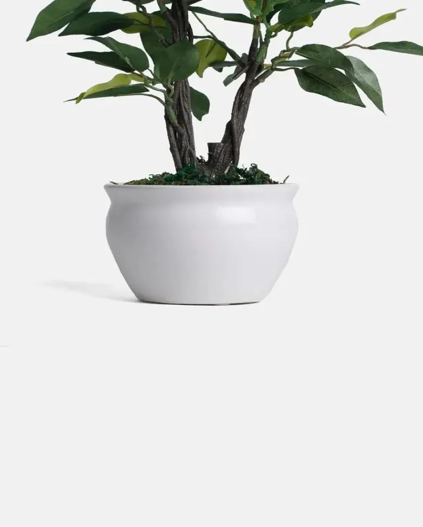 Ficus Artificial Bonsai Plant with Ceramic Vase | 13 inches