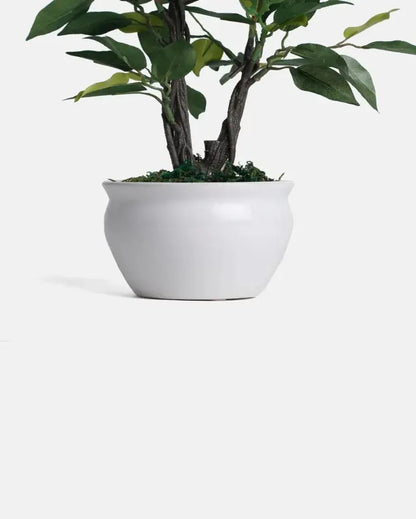 Ficus Artificial Bonsai Plant with Ceramic Vase | 13 inches