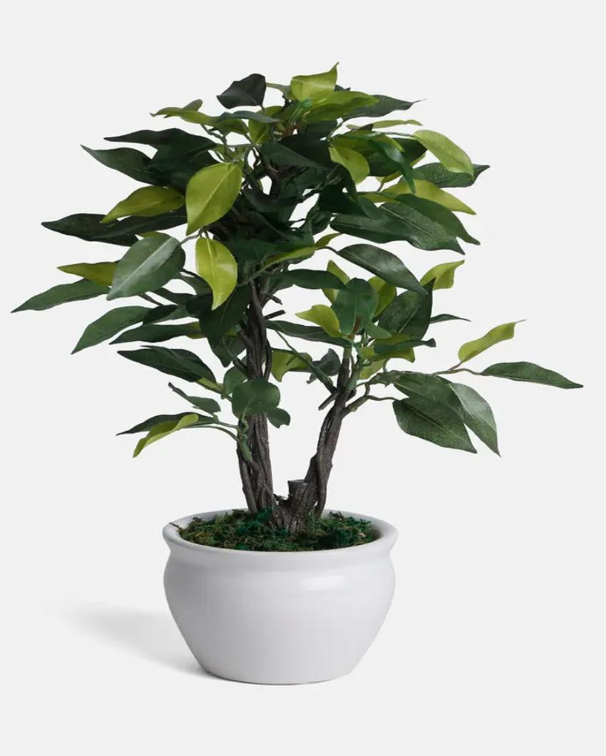 Ficus Artificial Bonsai Plant with Ceramic Vase | 13 inches